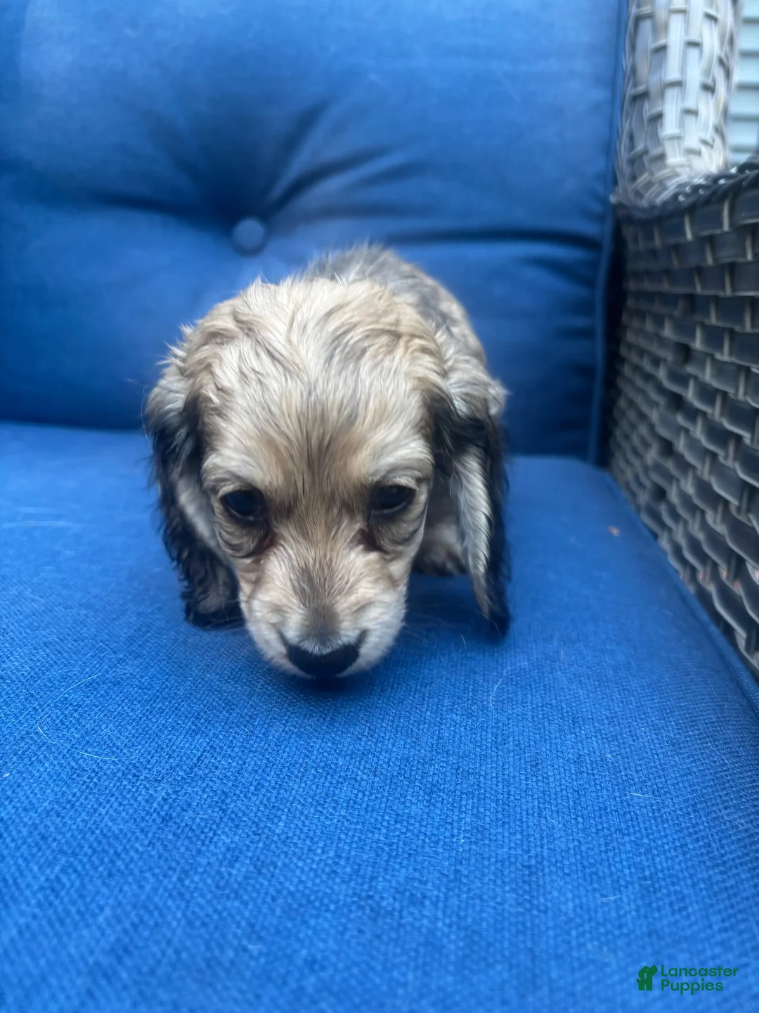 Miniature Dachshund dogs for sale: Miniature Dachshund 1 - Ad 6
