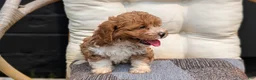 Havapoo dogs for sale: Baxter  - Ad 9