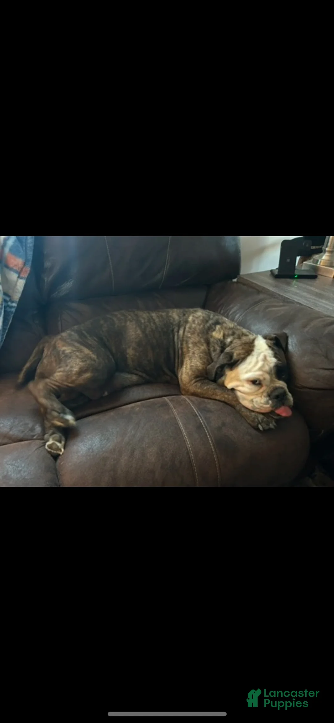Mixed Breed dogs for sale: Reba - Ad 5