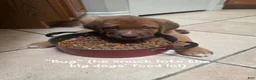 Mixed Breed dogs for sale: "Bug" - St. Bermastiff  - Ad 5