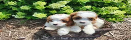 Cavapoo dogs for sale: Spotty - Ad 5
