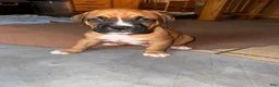 Boxer dogs for sale: Dennis - Ad 4