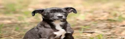 Mixed Breed dogs for sale: Magpie - European Doberdane GIRL! - Ad 6