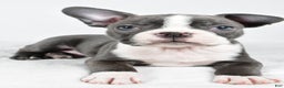 Boston Terrier dogs for sale: Ivory - Ad 3