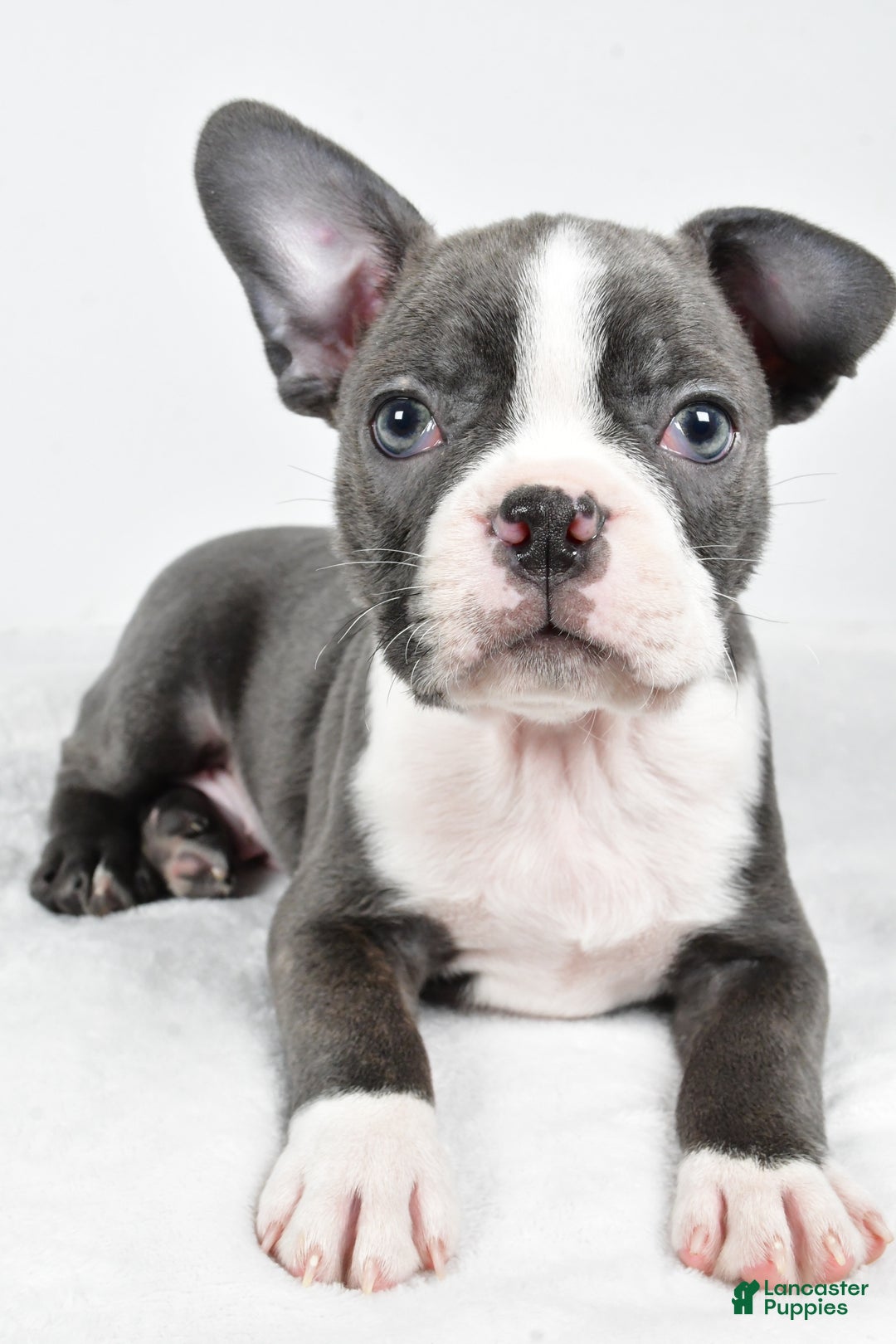 Boston Terrier dogs for sale: Ivory - Ad 3