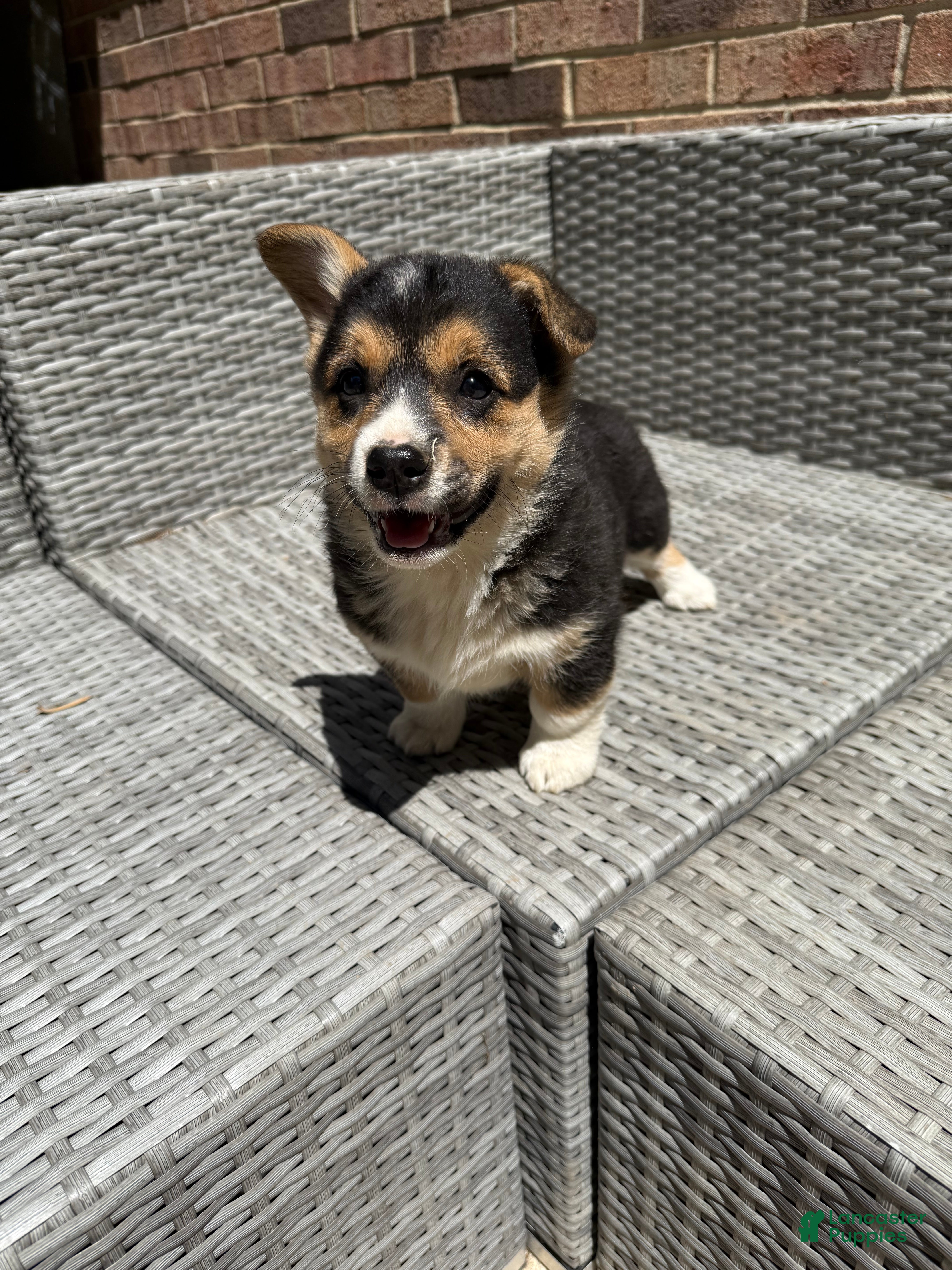 Welsh Corgi Pembroke dogs Welsh Corgi Pembroke Puppy 4 - Ad 14
