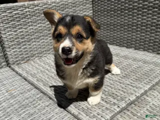 Welsh Corgi Pembroke dogs Welsh Corgi Pembroke Puppy 4 - Ad 14