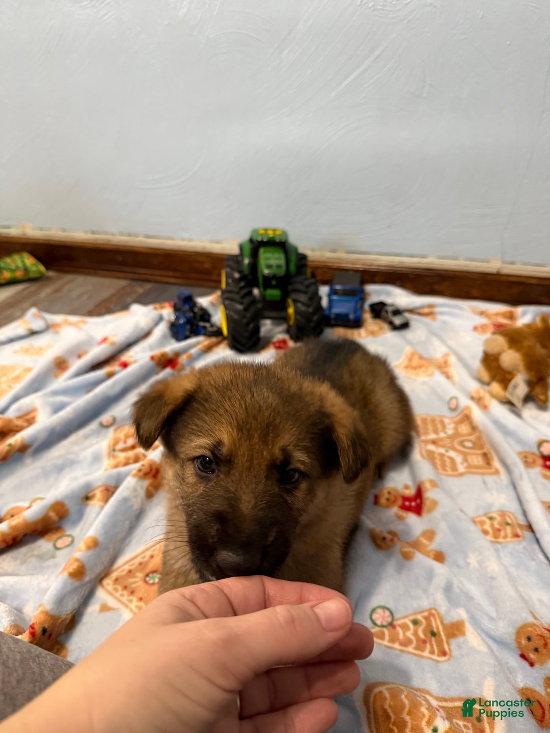 German Shepherd dogs for sale: Max - Ad 4