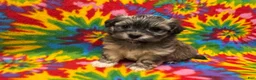 Havanese dogs for sale: Sasha - Ad 6