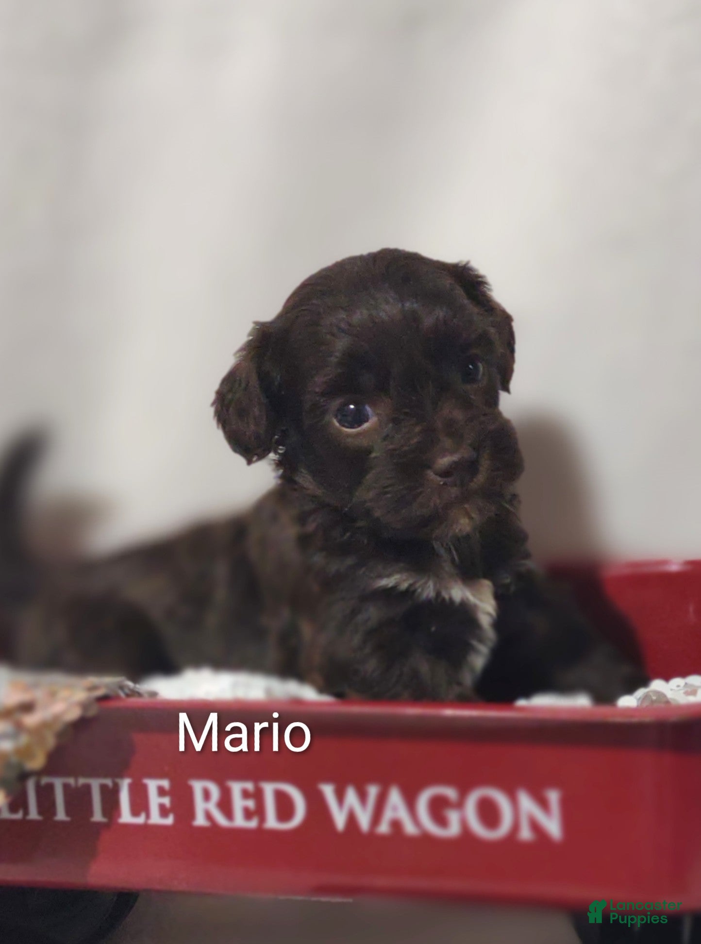 Shihpoo dogs Shihpoo Puppy 1 Magic  - Ad 1