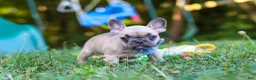 French Bulldog dogs for sale: Rocky - Ad 4