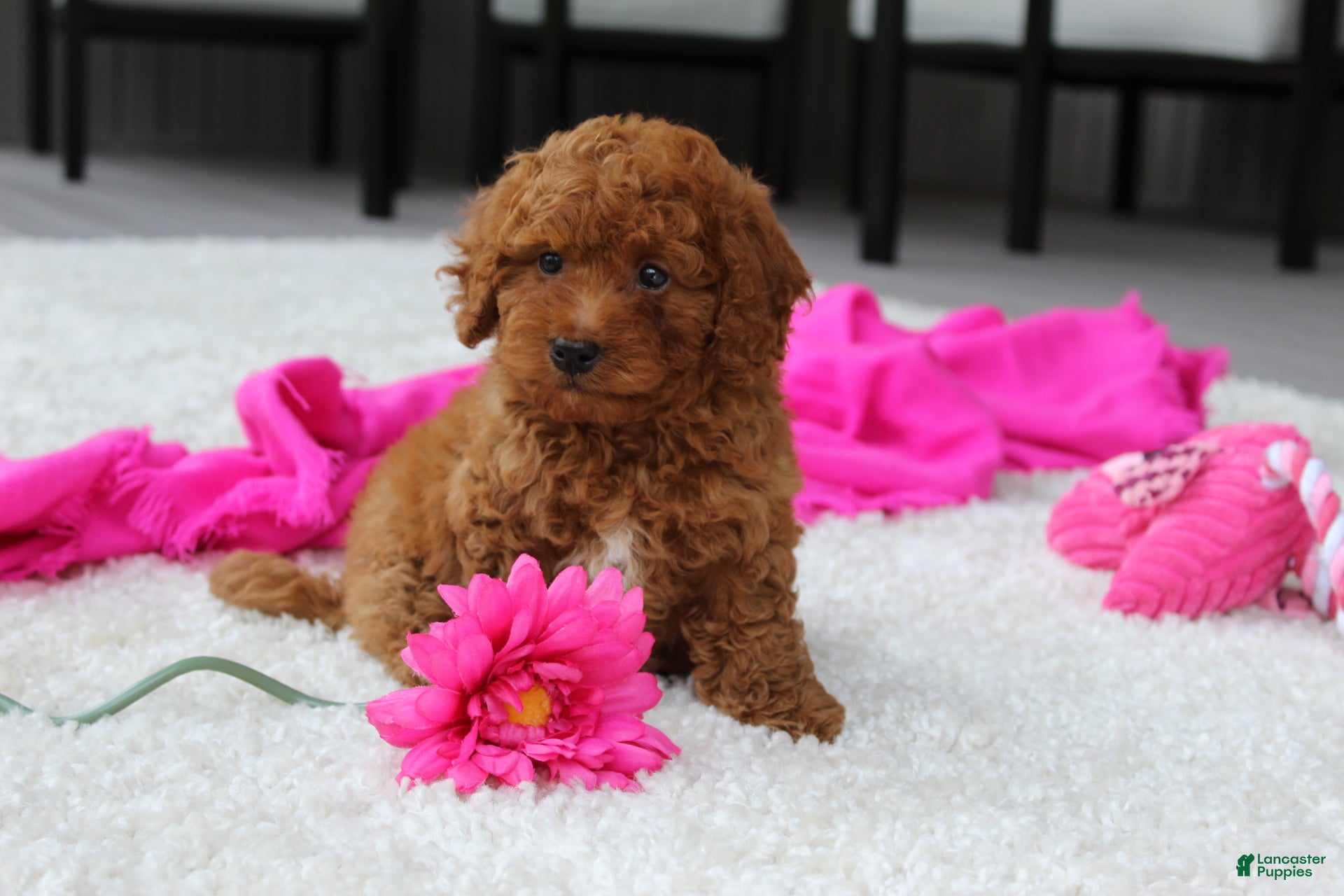 Cavapoochon dogs Monica - Ad 2