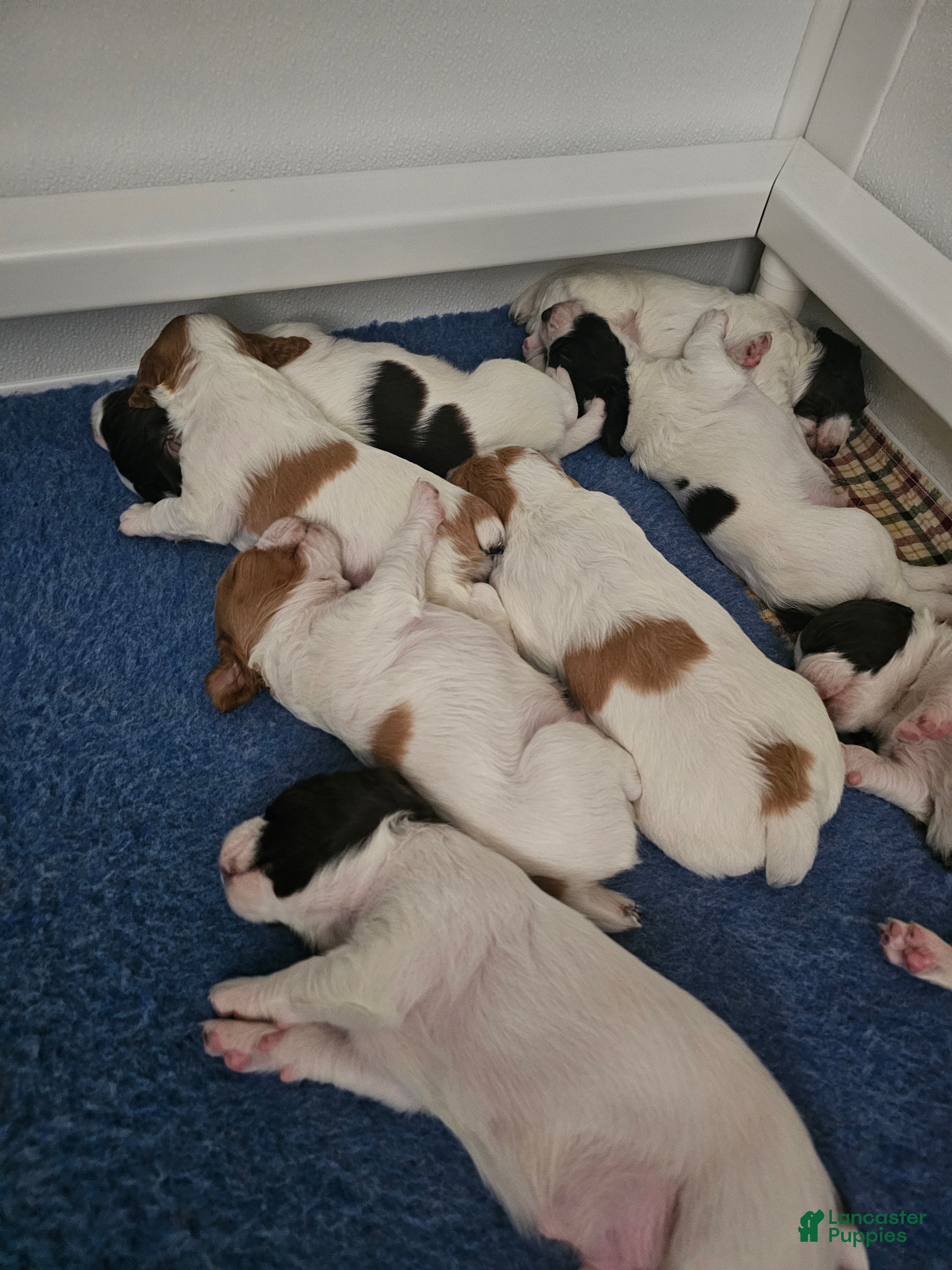 Brittany Spaniel dogs Brittany Spaniel 3 - Ad 1