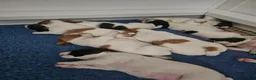 Brittany Spaniel dogs for sale: Brittany Spaniel 3 - Ad 1