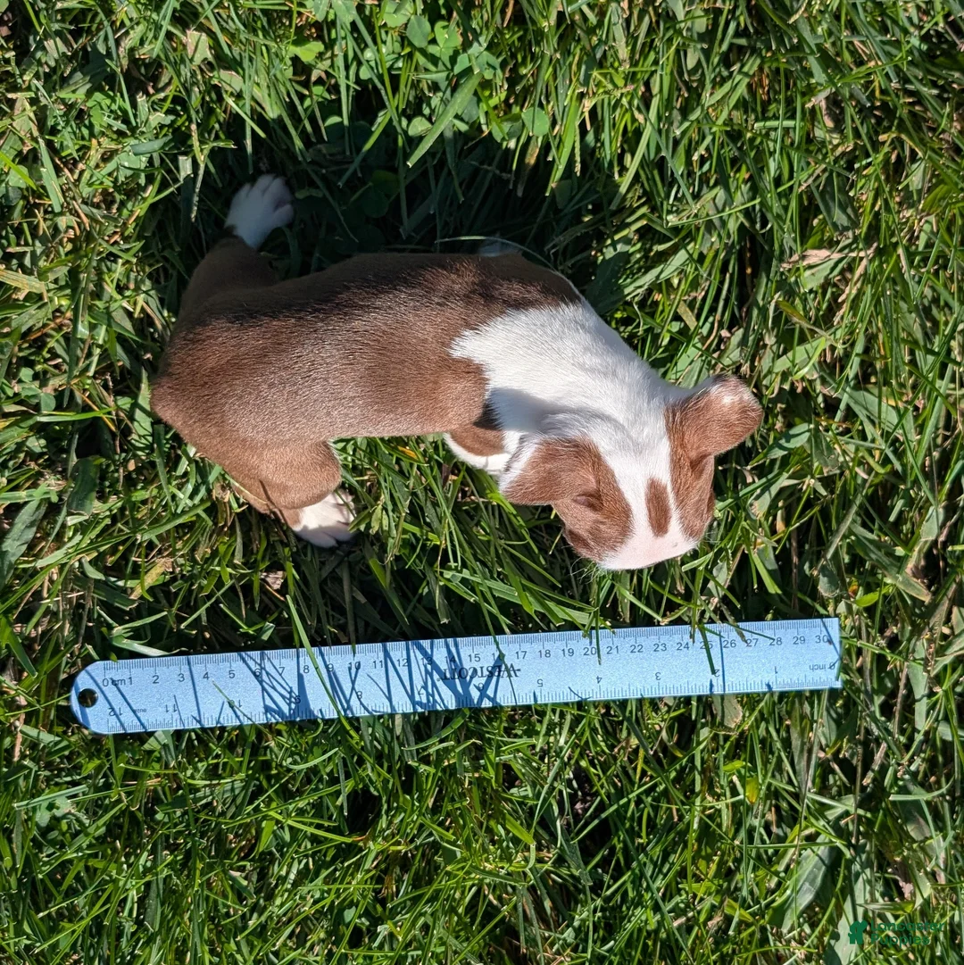 Boston Terrier dogs for sale: Cranberry - Ad 8