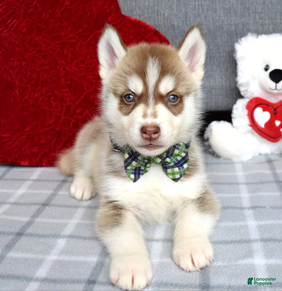 Siberian Husky dogs for sale: Clifford - Ad 4