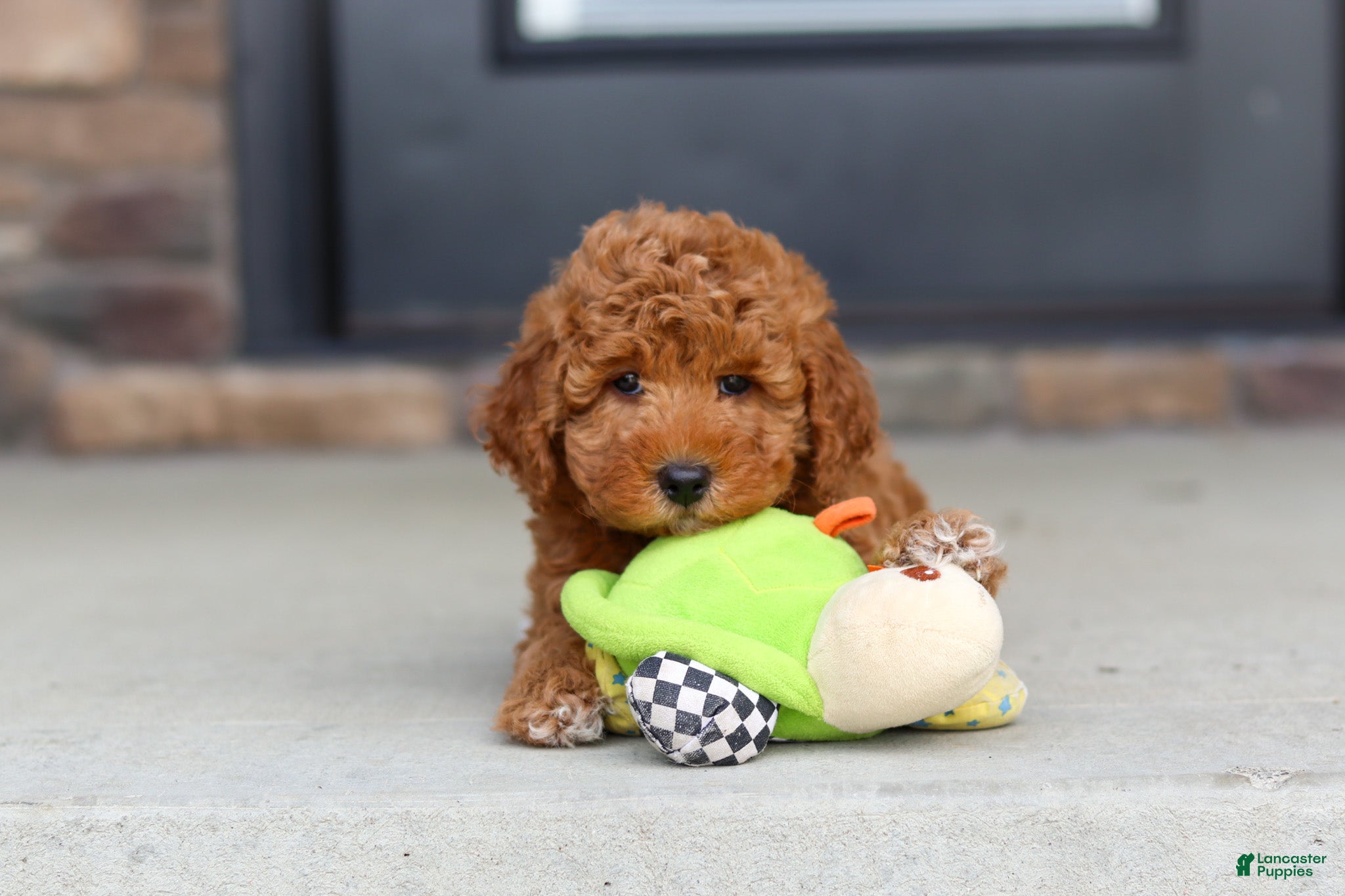 Mini Goldendoodle dogs Vanessa - Ad 2