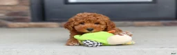 Mini Goldendoodle dogs for sale: Vanessa - Ad 2