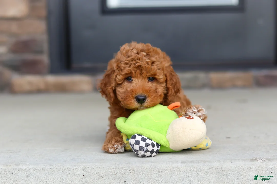 Mini Goldendoodle dogs for sale: Vanessa - Ad 2