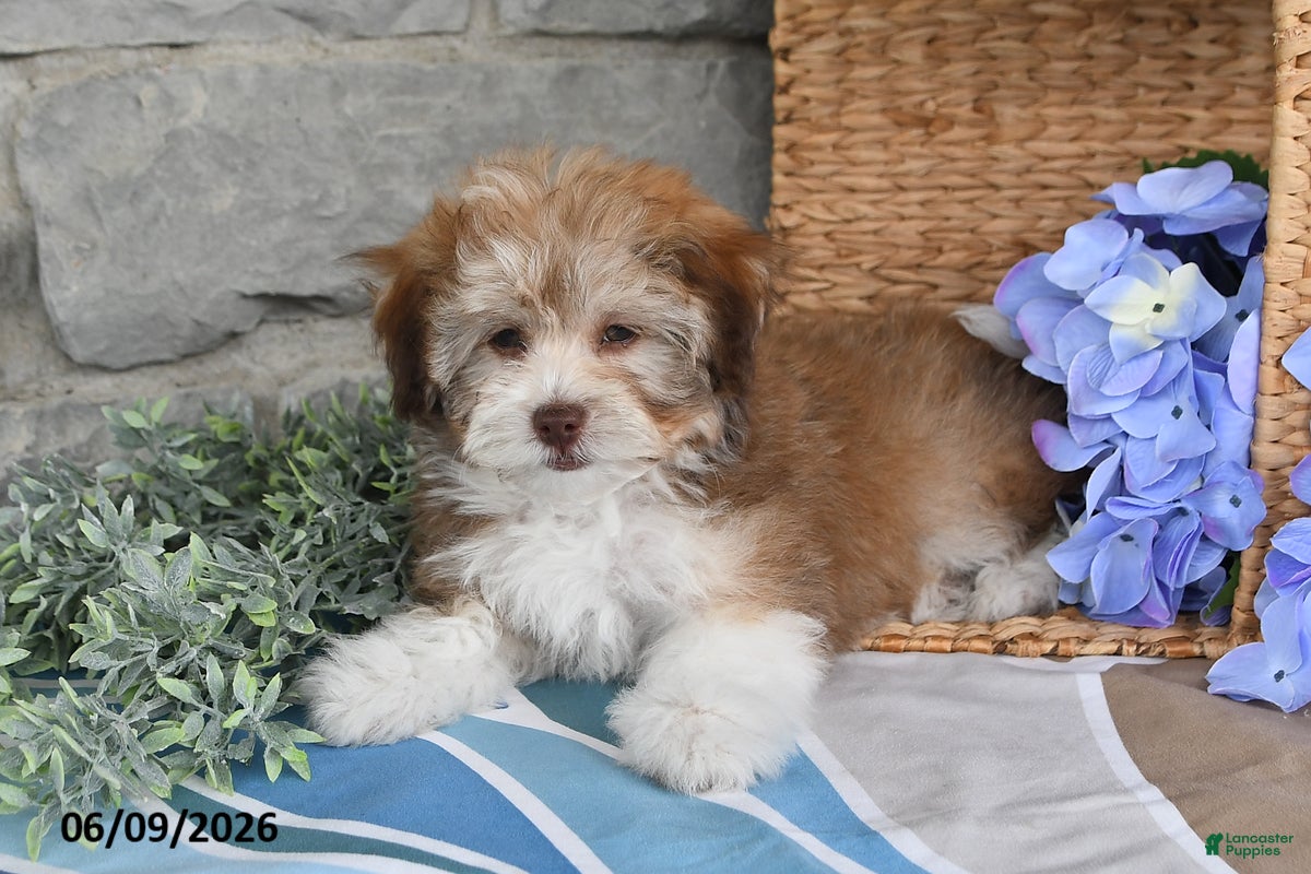 Havanese dogs Jenna - Ad 1