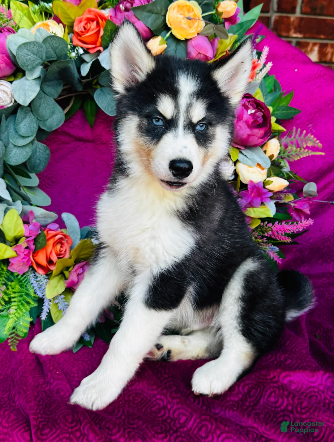 Siberian Husky dogs for sale: Kodiak - Ad 2