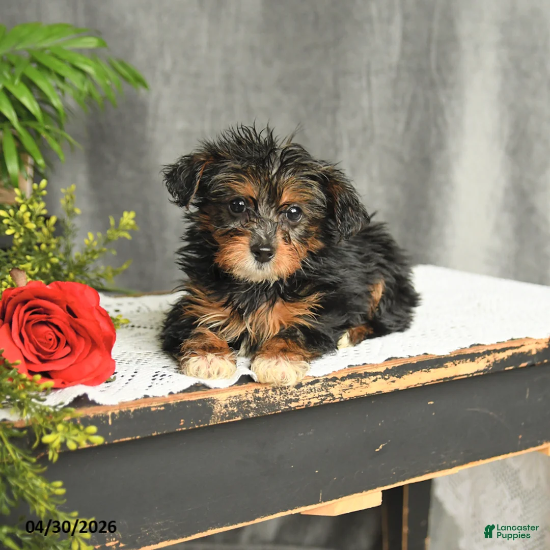 Yorkiepoo dogs for sale: Leo - Ad 3