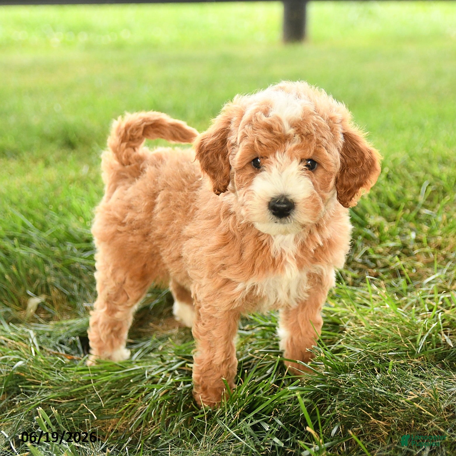 Mini Goldendoodle dogs Florence - Ad 1