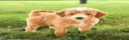 Mini Goldendoodle dogs for sale: Florence - Ad 1