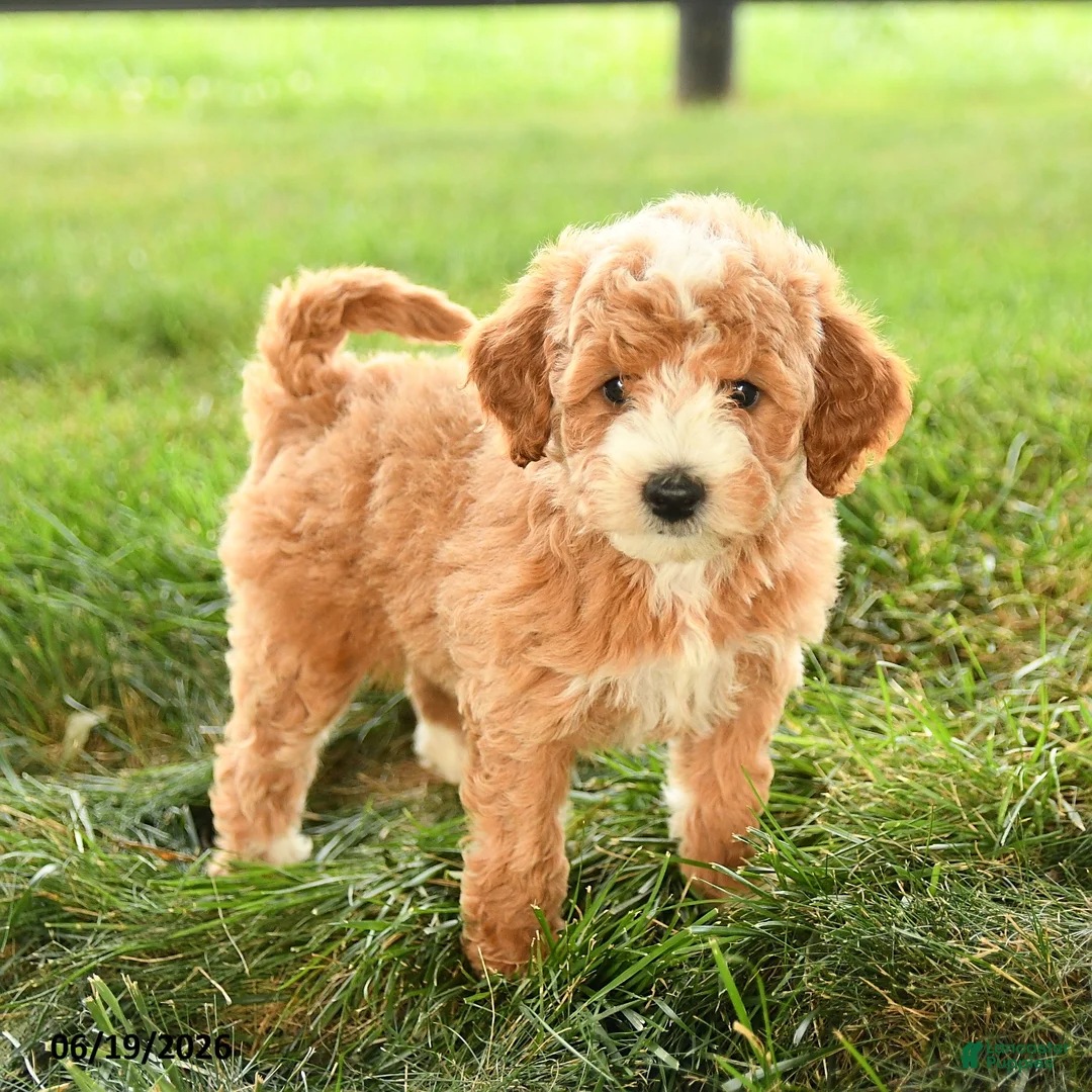 Mini Goldendoodle dogs for sale: Florence - Ad 1