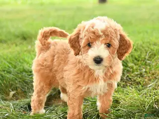 Mini Goldendoodle dogs for sale: Florence - Ad 1