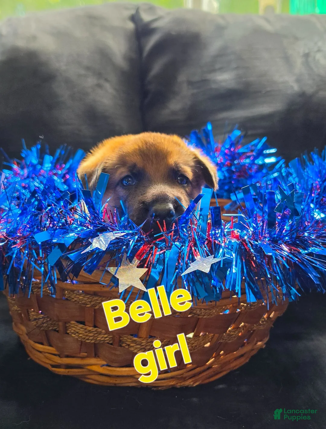 German Shepherd dogs for sale: Belle - Ad 2