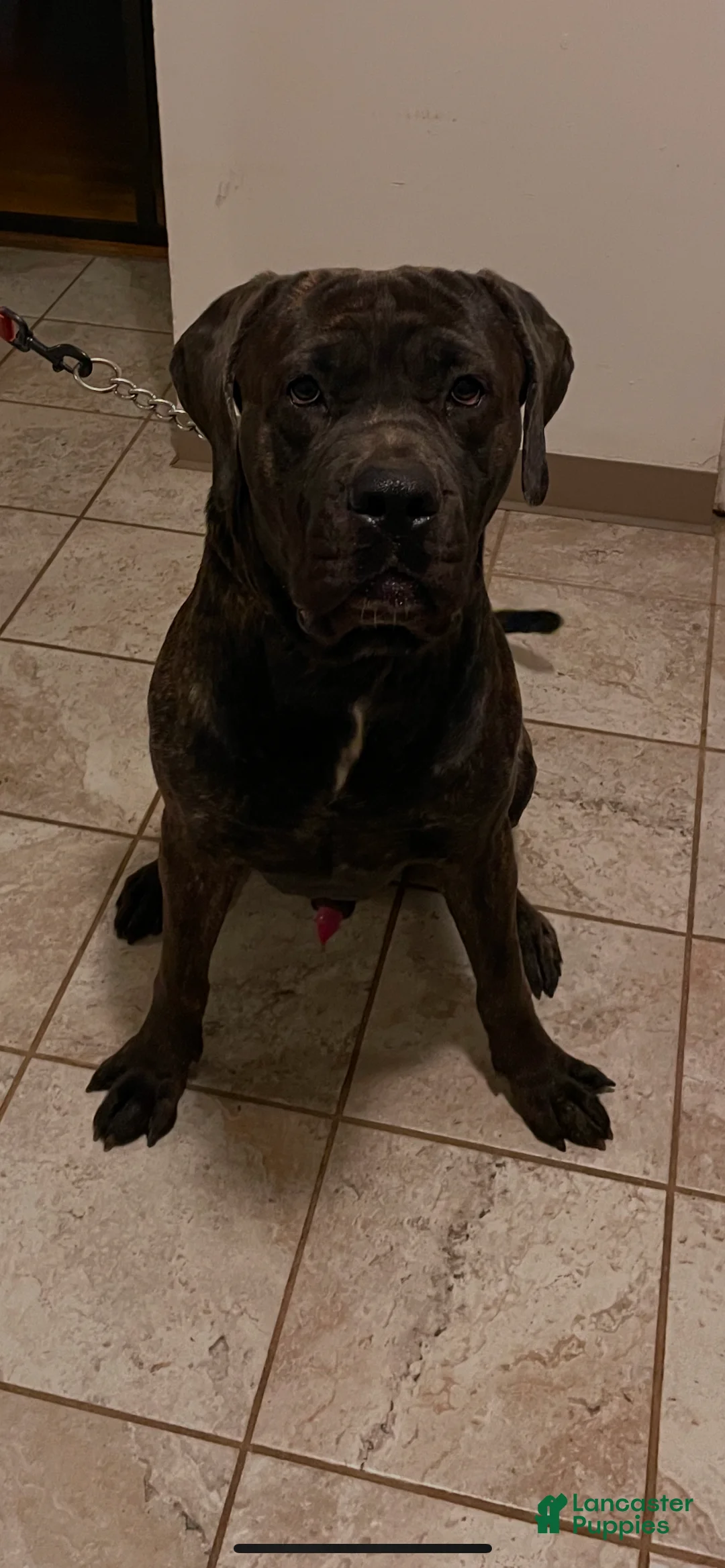 Cane Corso dogs for sale: Cane Corso Puppy 1 - Ad 5