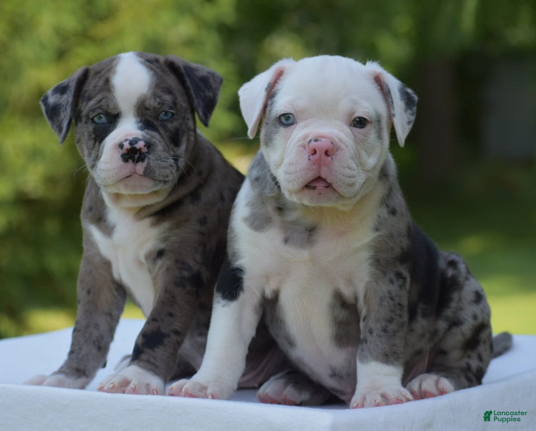 Black Old English Bulldog American Bulldog Black British Bulldog Puppies  Bulldogge Puppies, image size:1080x869