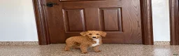 Havapoo dogs for sale: Havapoo Puppy 1 - Ad 9