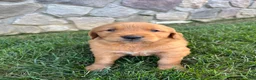 Golden Retriever dogs for sale: Rugor - Ad 4