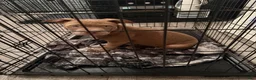 American Bully dogs for sale: Red Boy - Ad 3