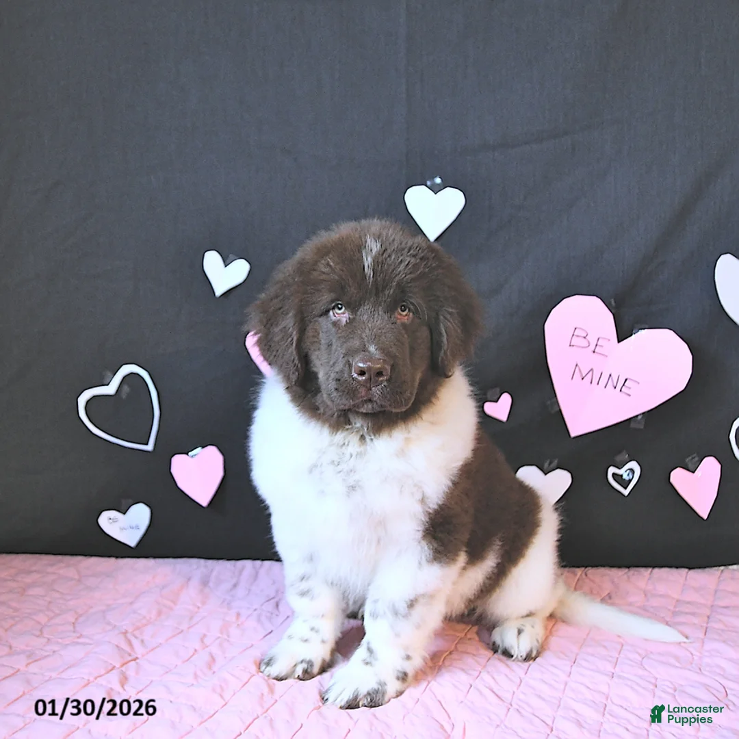 Newfoundland dogs for sale: Gunner  - Ad 3