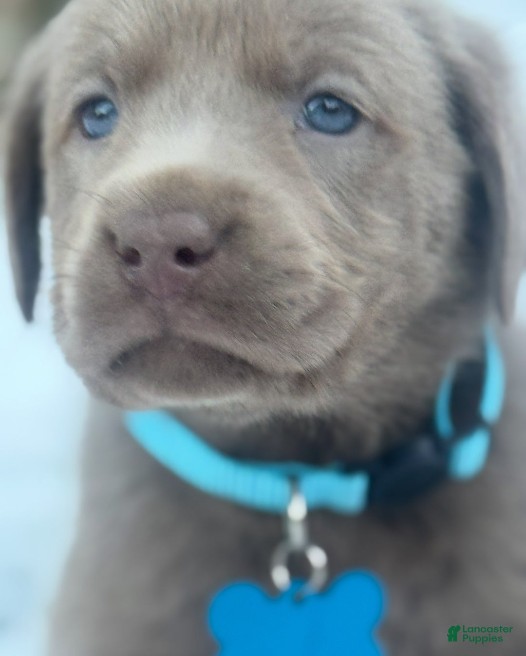 Labrador Retriever dogs for sale: Labrador Retriever Puppy 1 - Ad 2