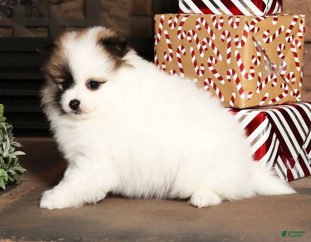 Pomeranian dogs for sale: Stacy - Ad 6