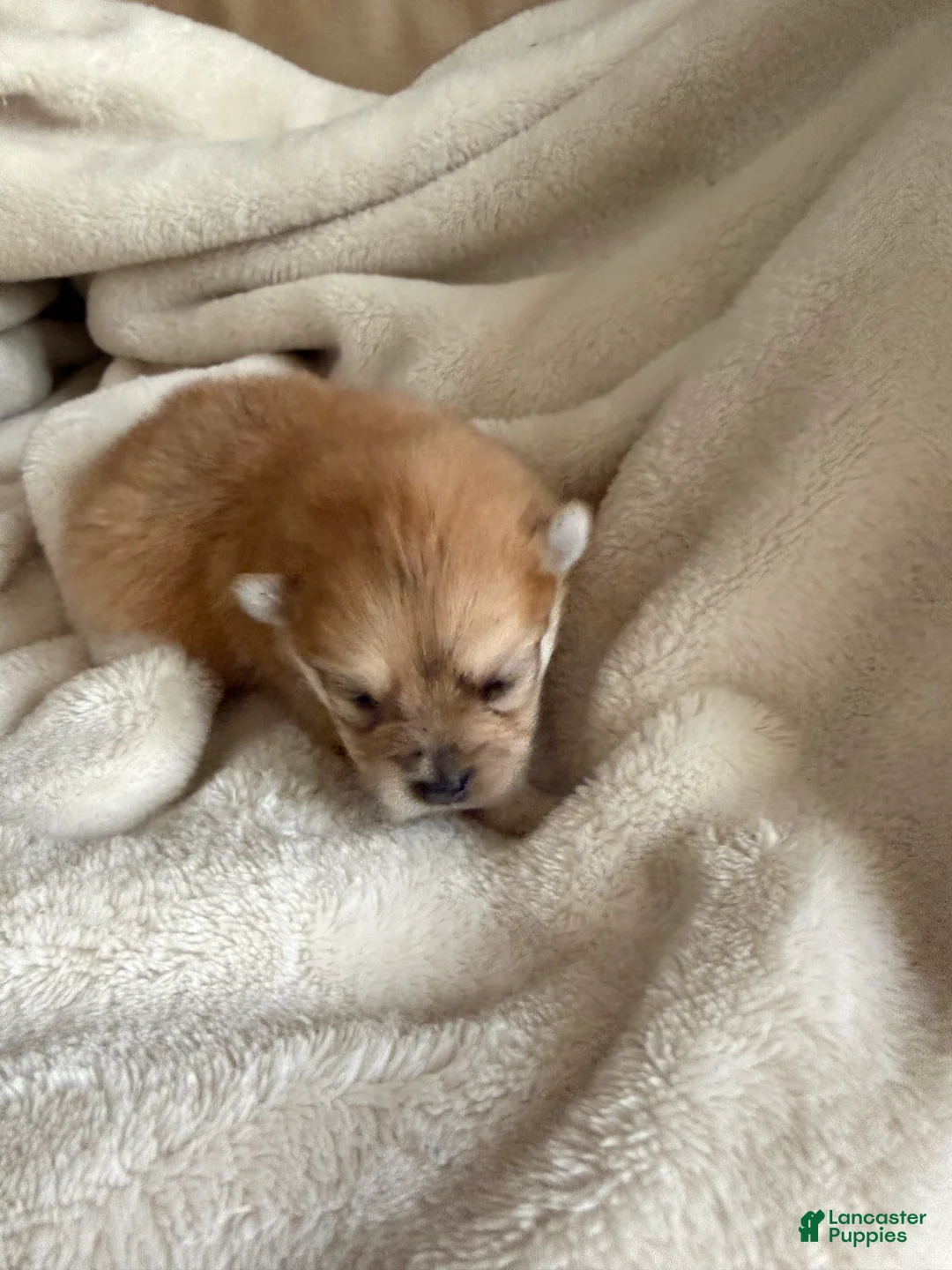 Pomeranian dogs for sale: Harlow - Ad 1