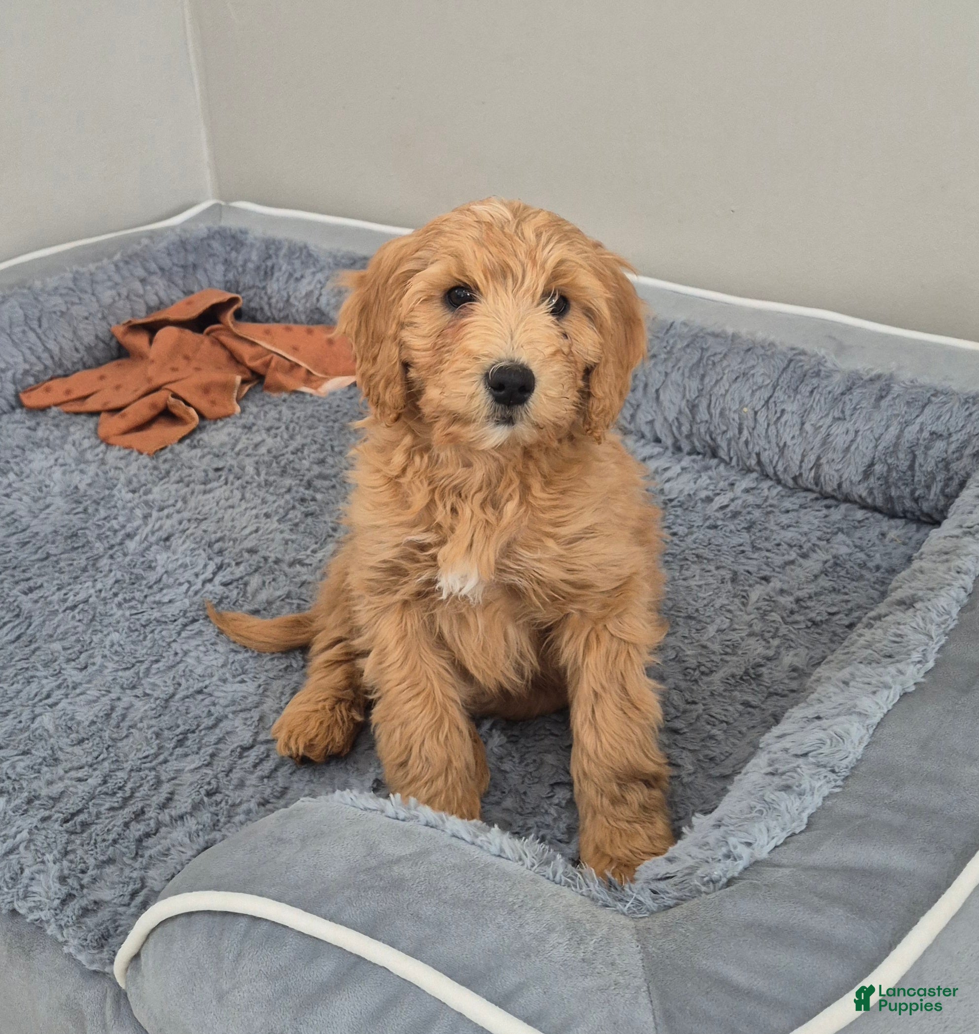 Goldendoodle dogs Theo - Ad 2