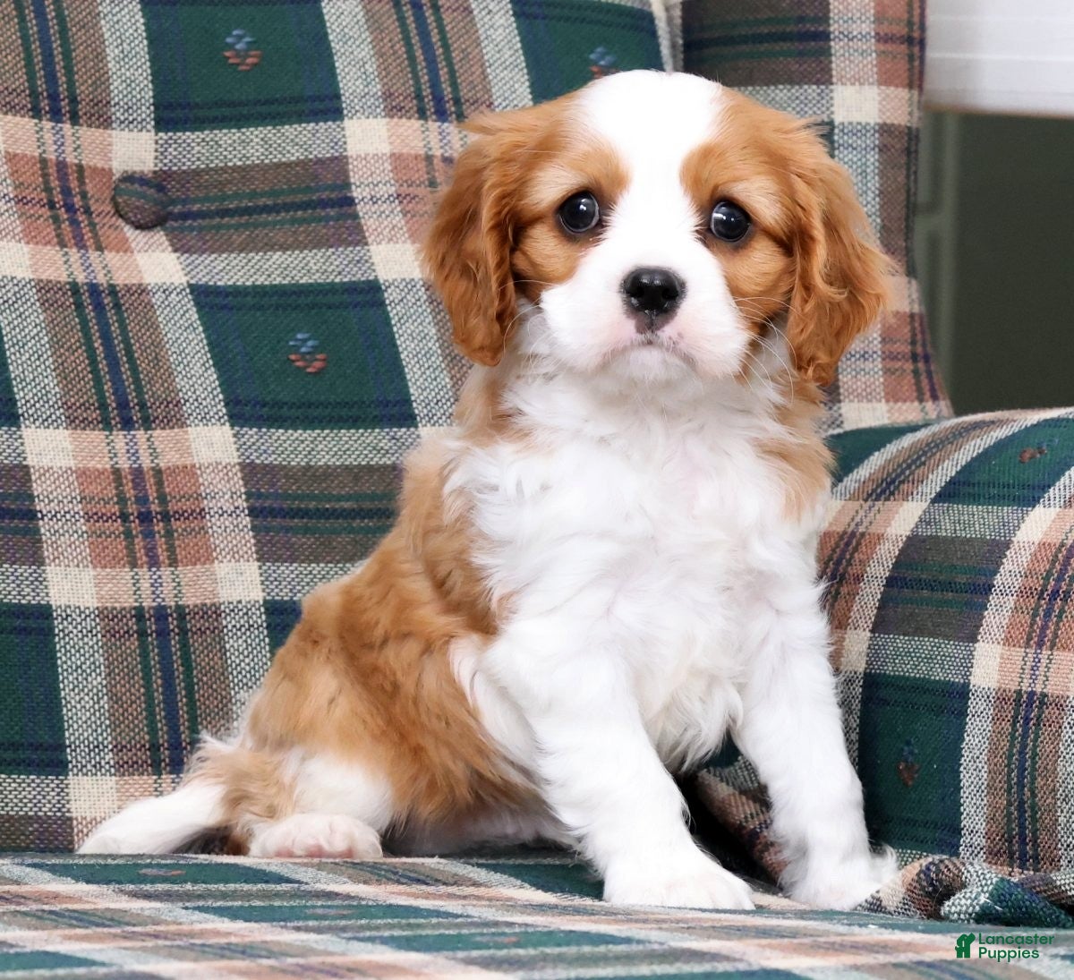 Cavalier King Charles Spaniel dogs Benji - Ad 2
