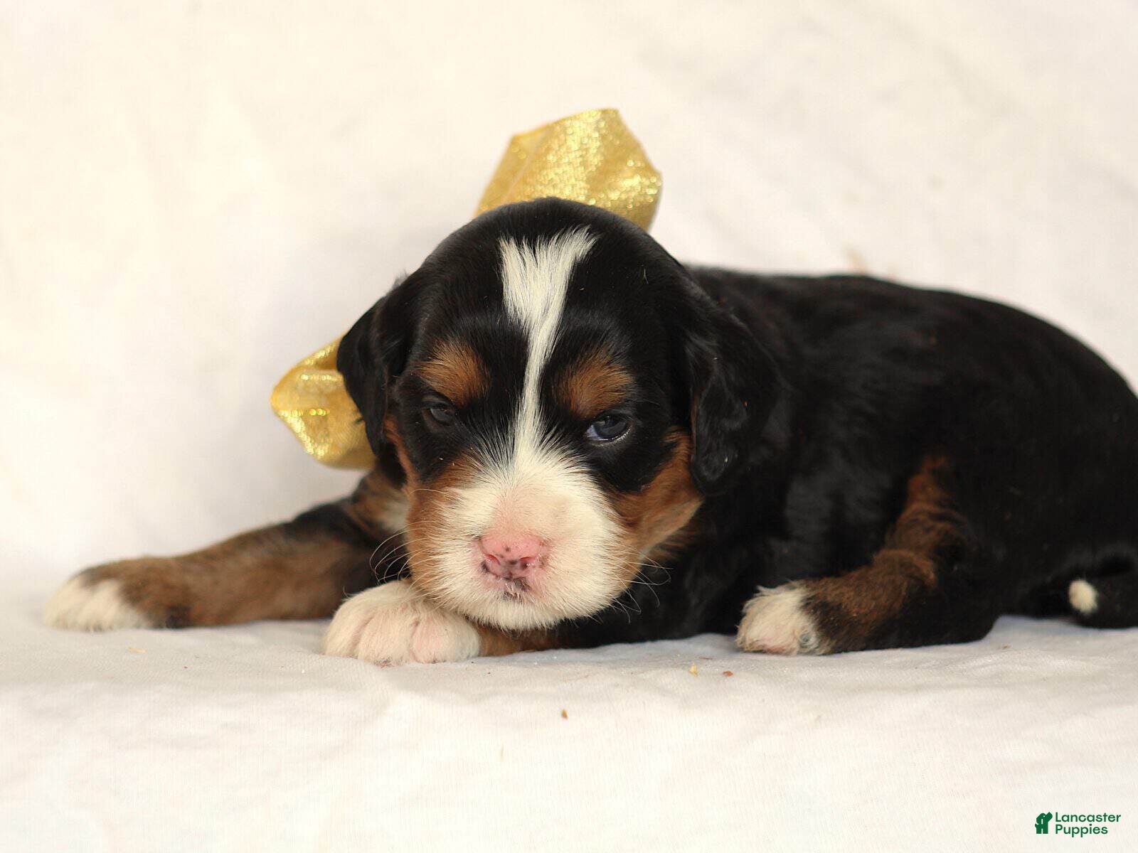 Mini Bernedoodle dogs Ashland - Ad 1