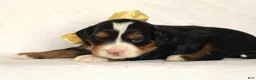 Mini Bernedoodle dogs for sale: Ashland - Ad 1
