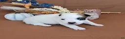Jack Russell Terrier dogs for sale: Nash purebred JRT  - Ad 6