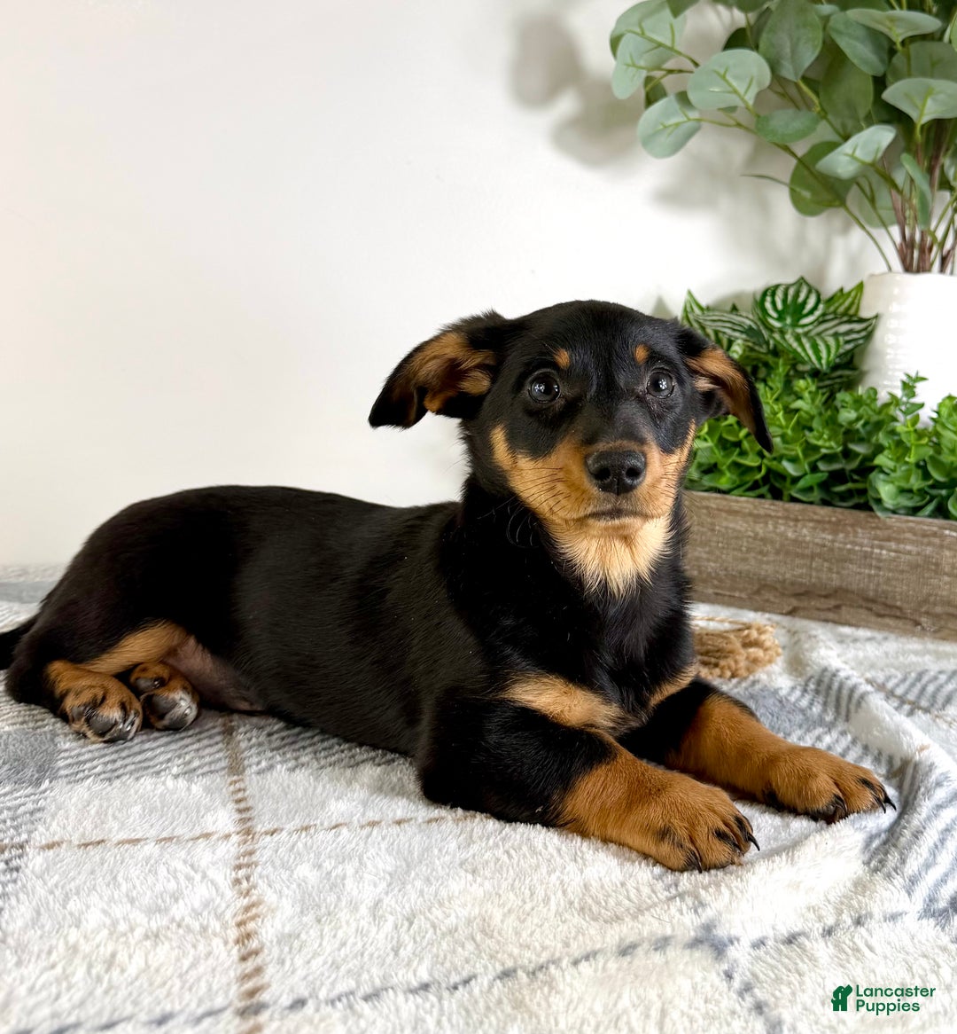 Mixed Breed dogs for sale: Dayton - Ad 3