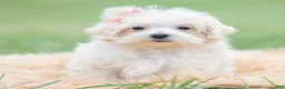 Maltipoo dogs for sale: Nellie - Ad 1