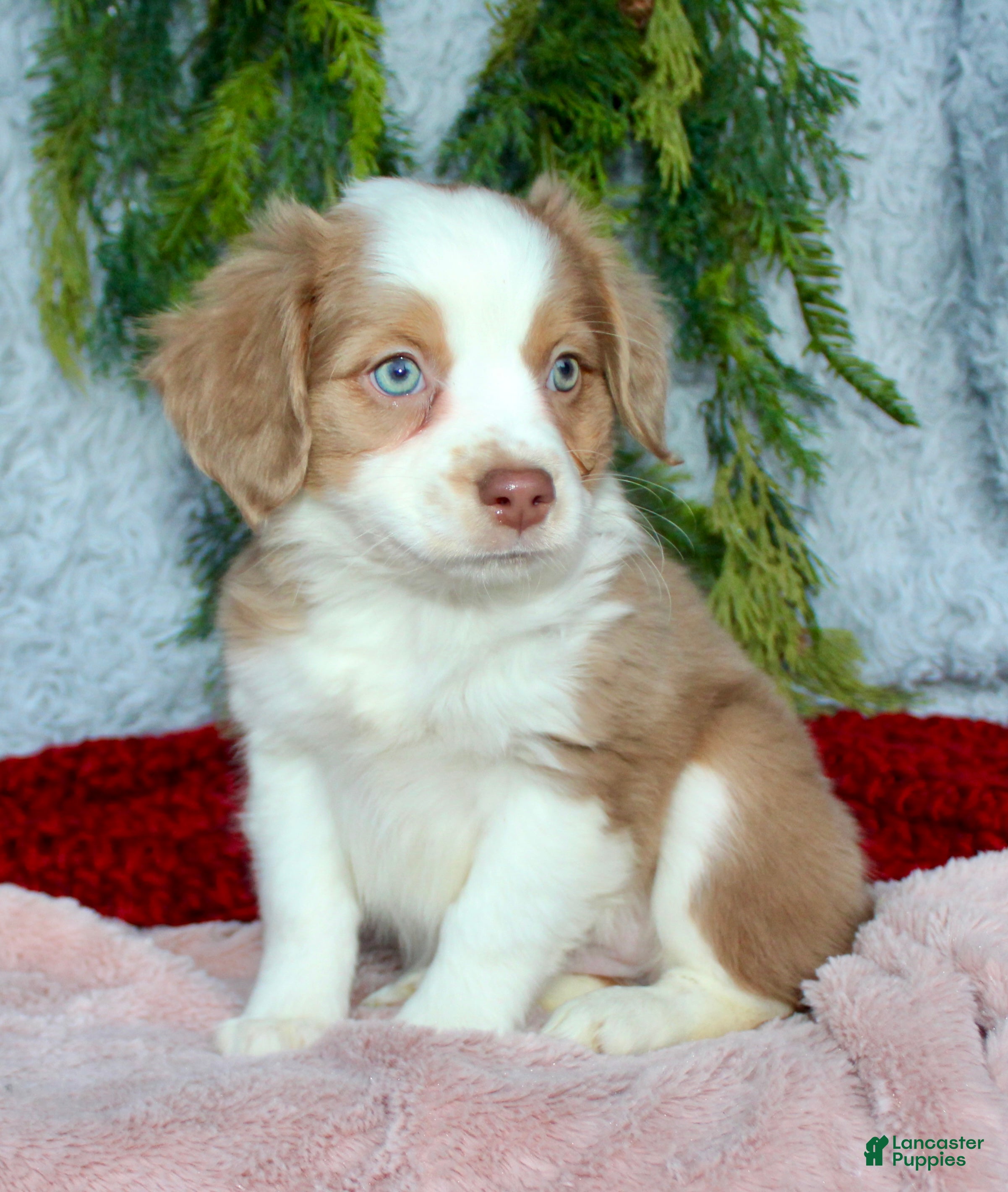 Miniature Australian Shepherd dogs Ruby - Ad 2