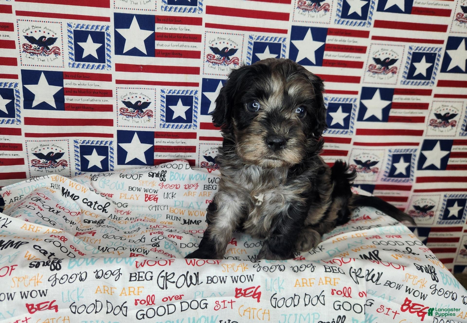 Cavapoo dogs for sale: Buddy - Ad 2