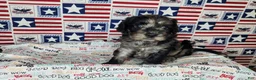 Cavapoo dogs for sale: Buddy - Ad 2